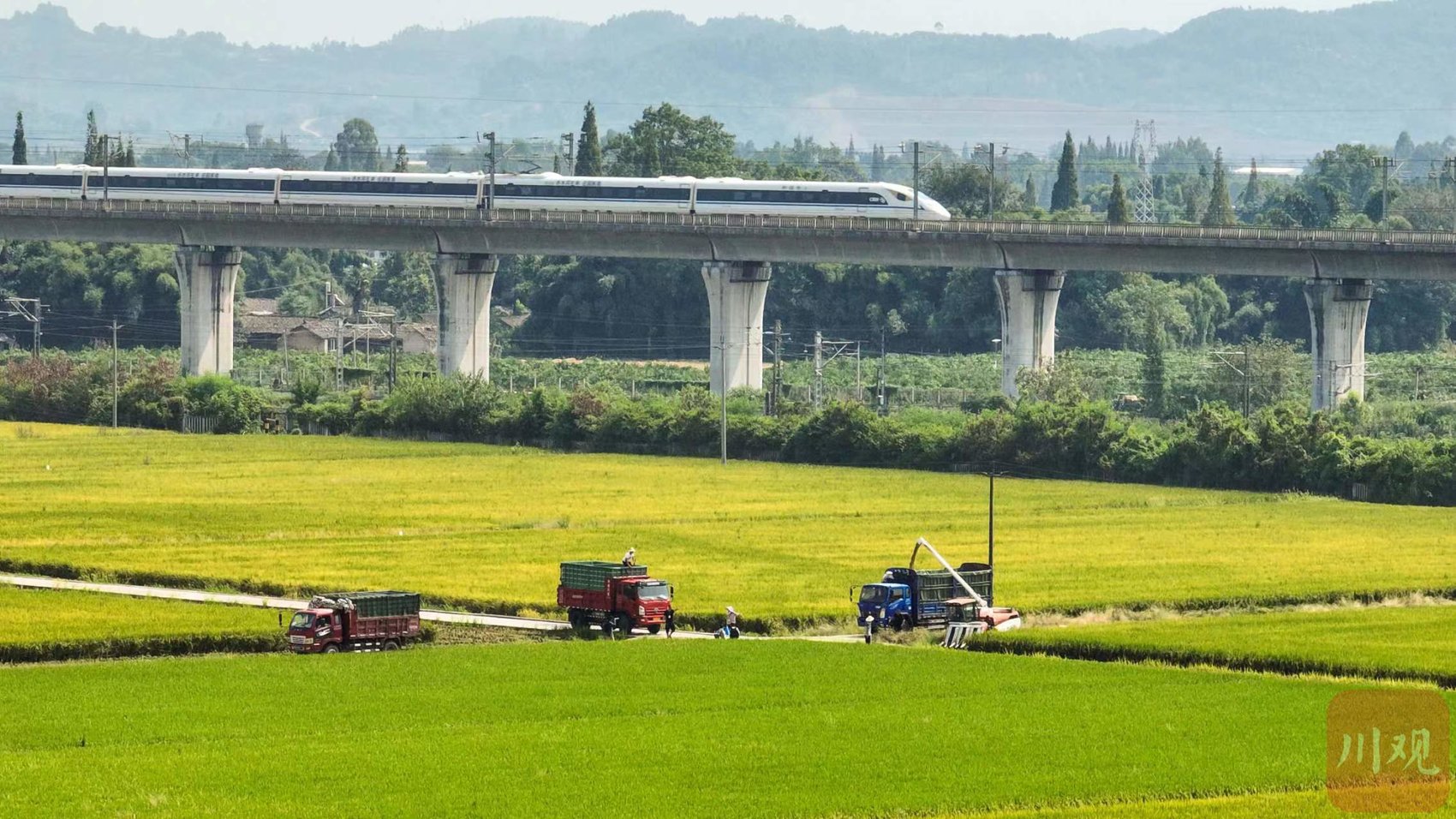二十大时光丨眉山市永丰村种粮大户：有信心种好粮食，端牢中国饭碗 第 3 张