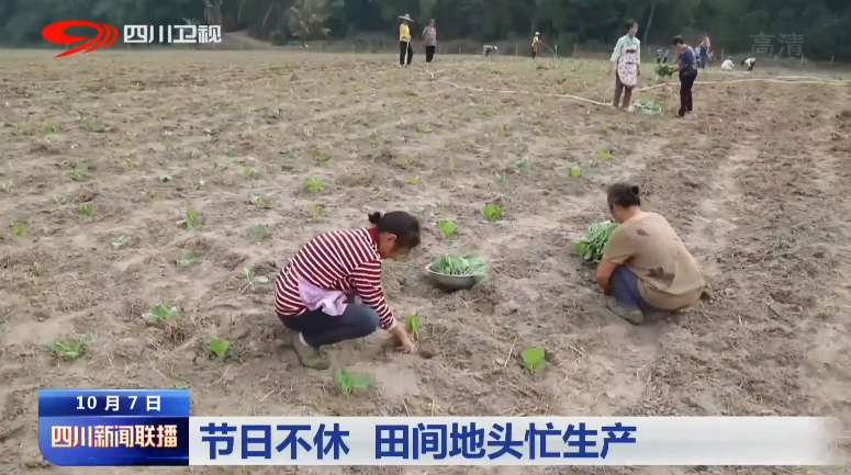 节日不休 田间地头忙生产 第 5 张