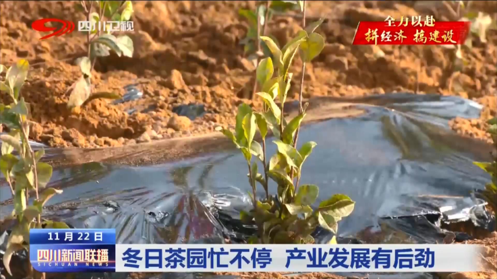 冬日茶园忙不停 产业发展有后劲 第 1 张