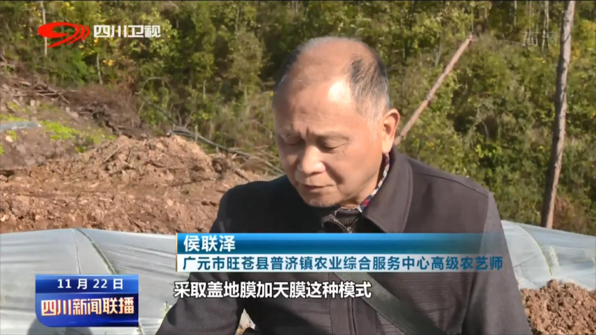 冬日茶园忙不停 产业发展有后劲 第 2 张