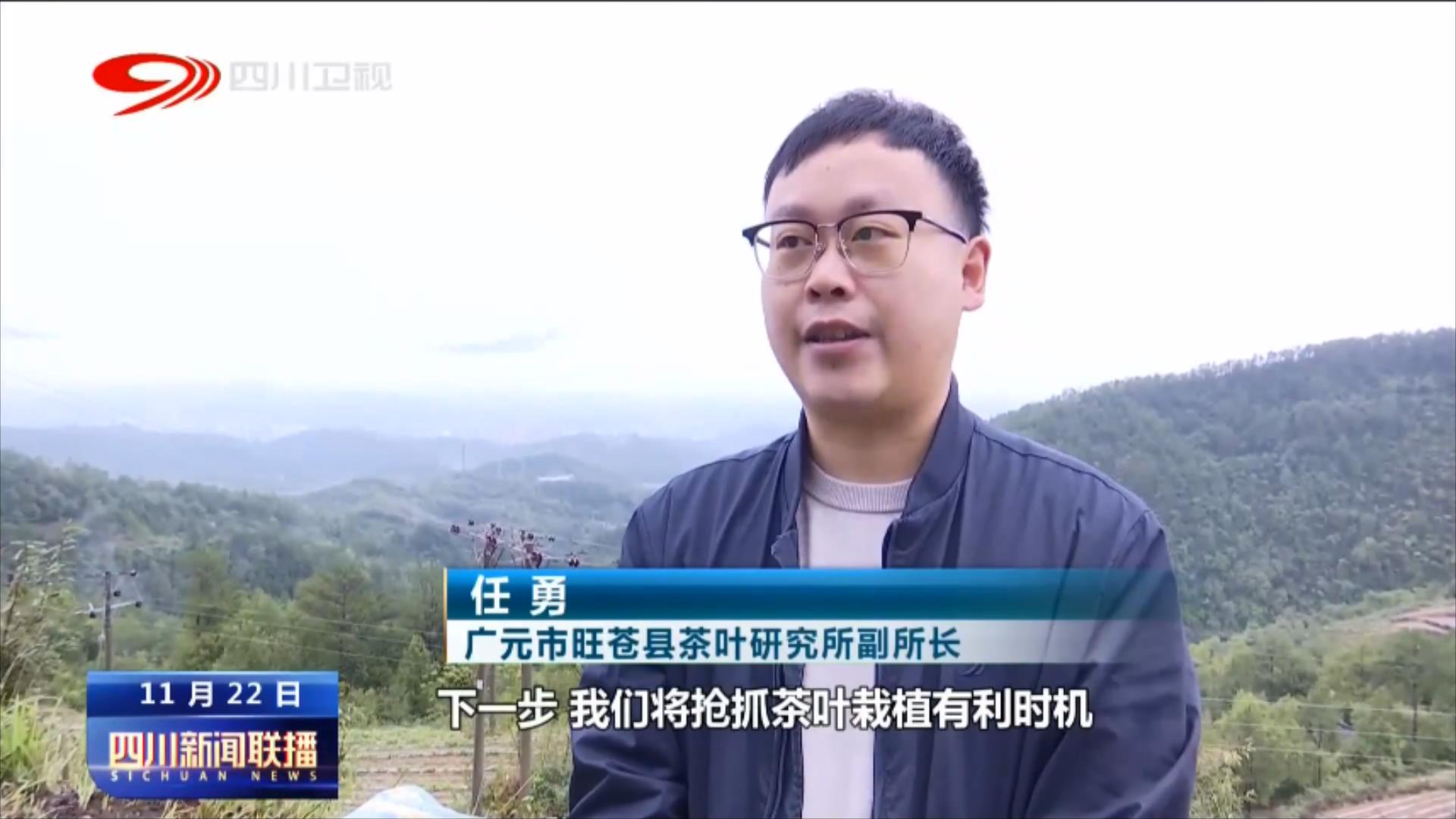 冬日茶园忙不停 产业发展有后劲 第 3 张