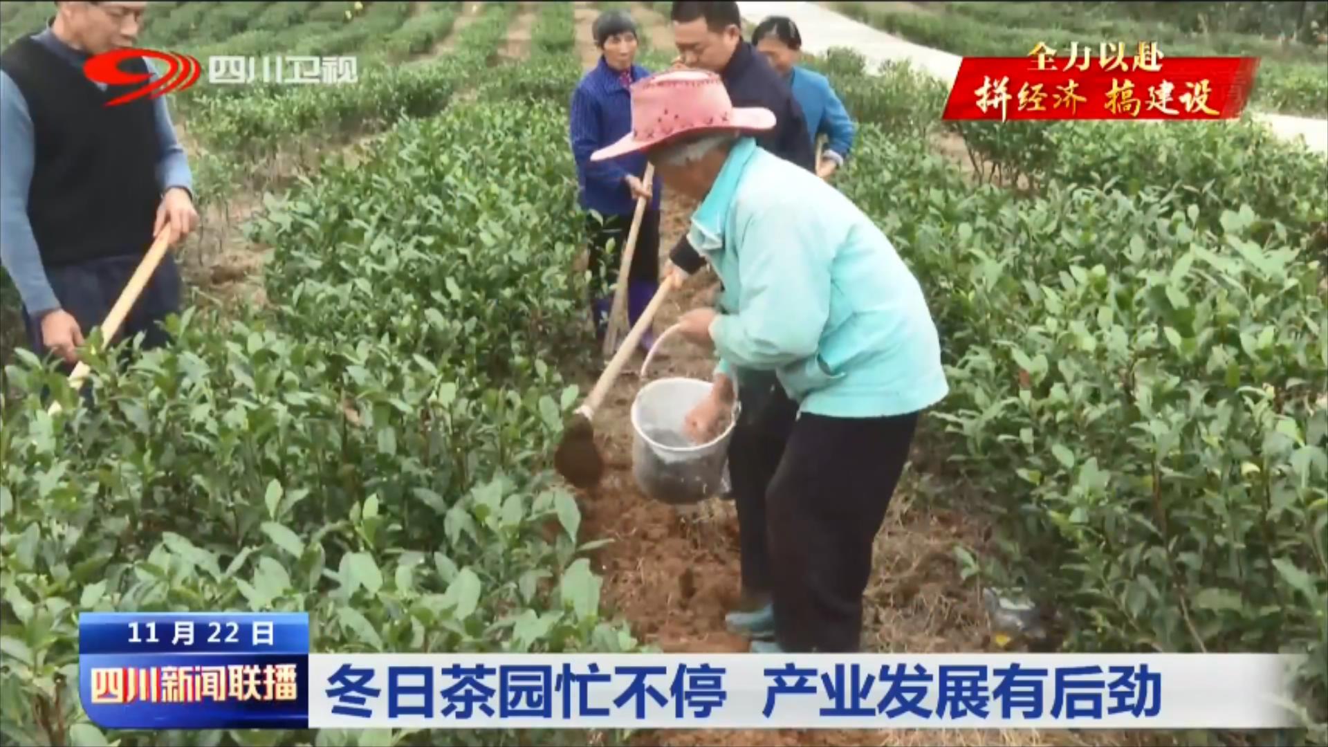冬日茶园忙不停 产业发展有后劲 第 4 张