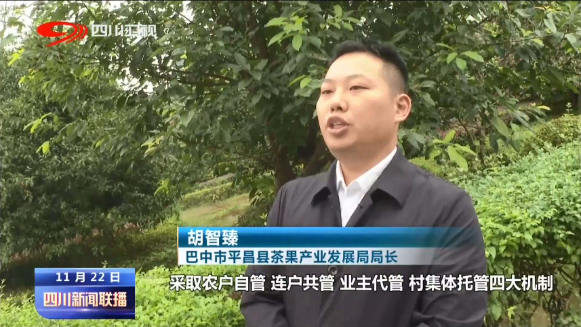 冬日茶园忙不停 产业发展有后劲 第 5 张