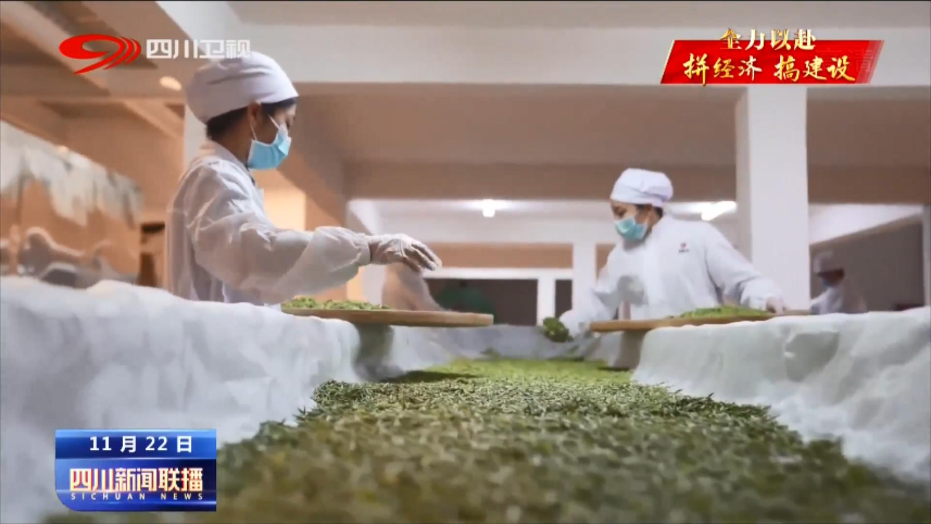 冬日茶园忙不停 产业发展有后劲 第 6 张