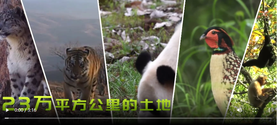 互动展厅“云”游五大国家公园，见证“生物多样性之美” 第 1 张