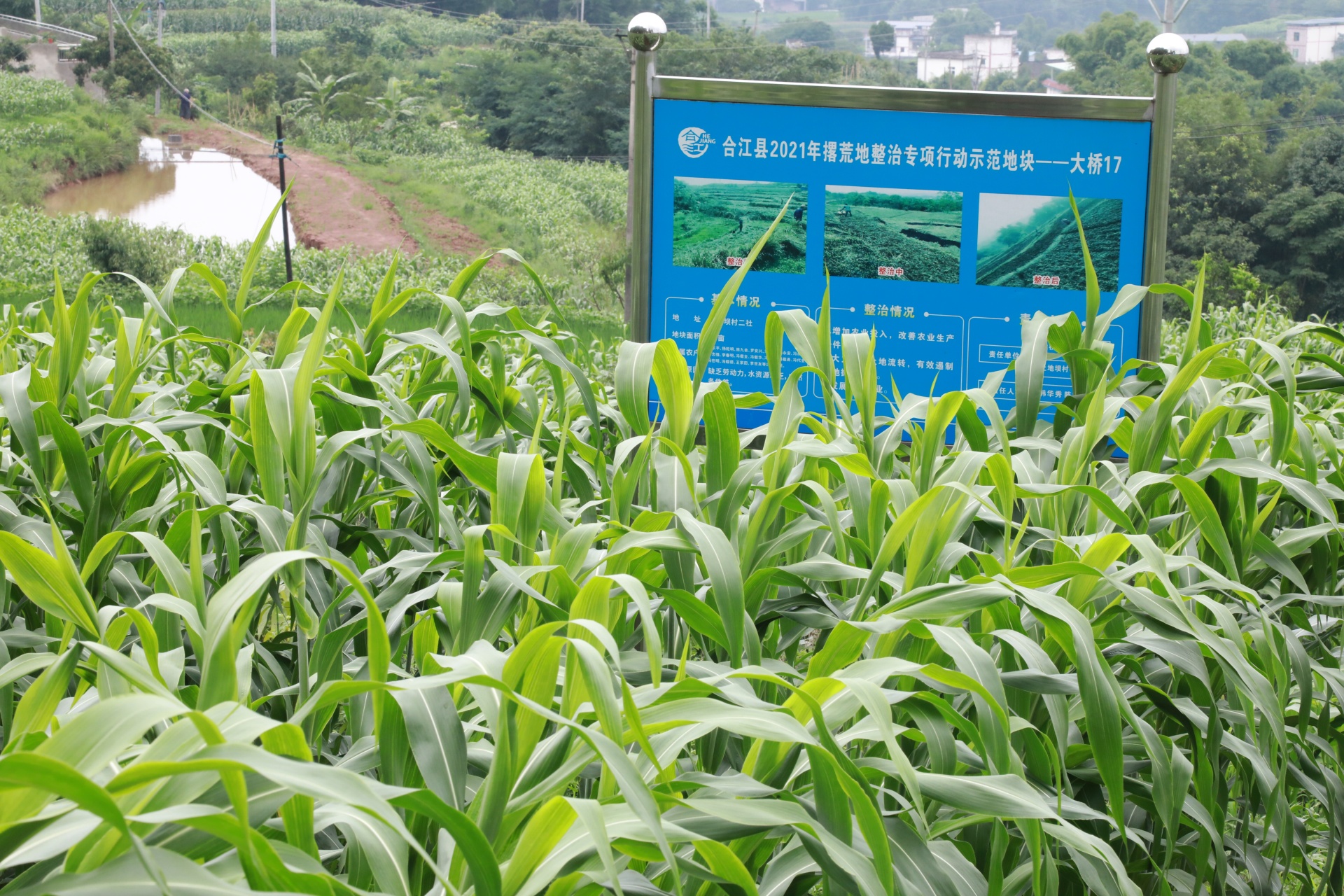 紧抓大豆扩种，合江多措并举助百姓端稳增收饭碗 第 3 张