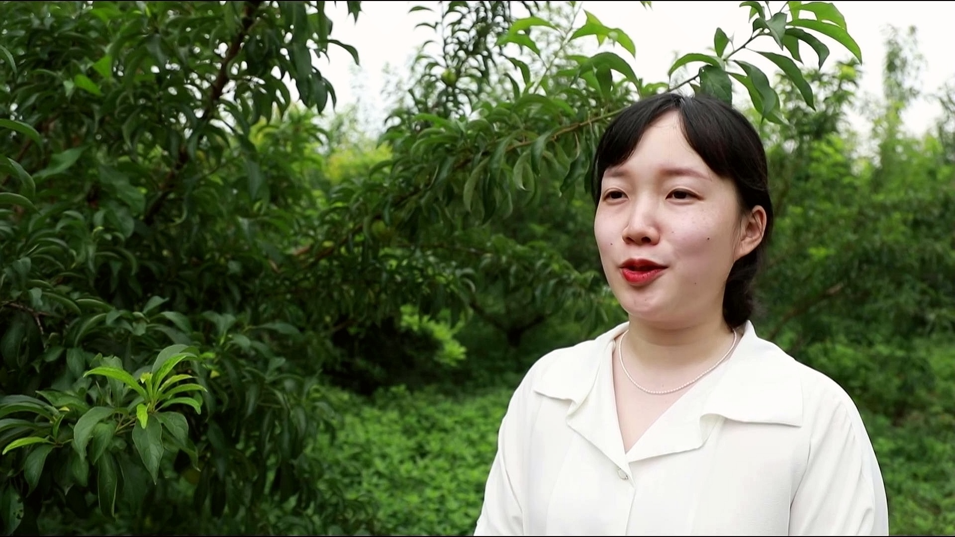 合江蜂糖李：百“李”挑一，香甜一夏 第 5 张