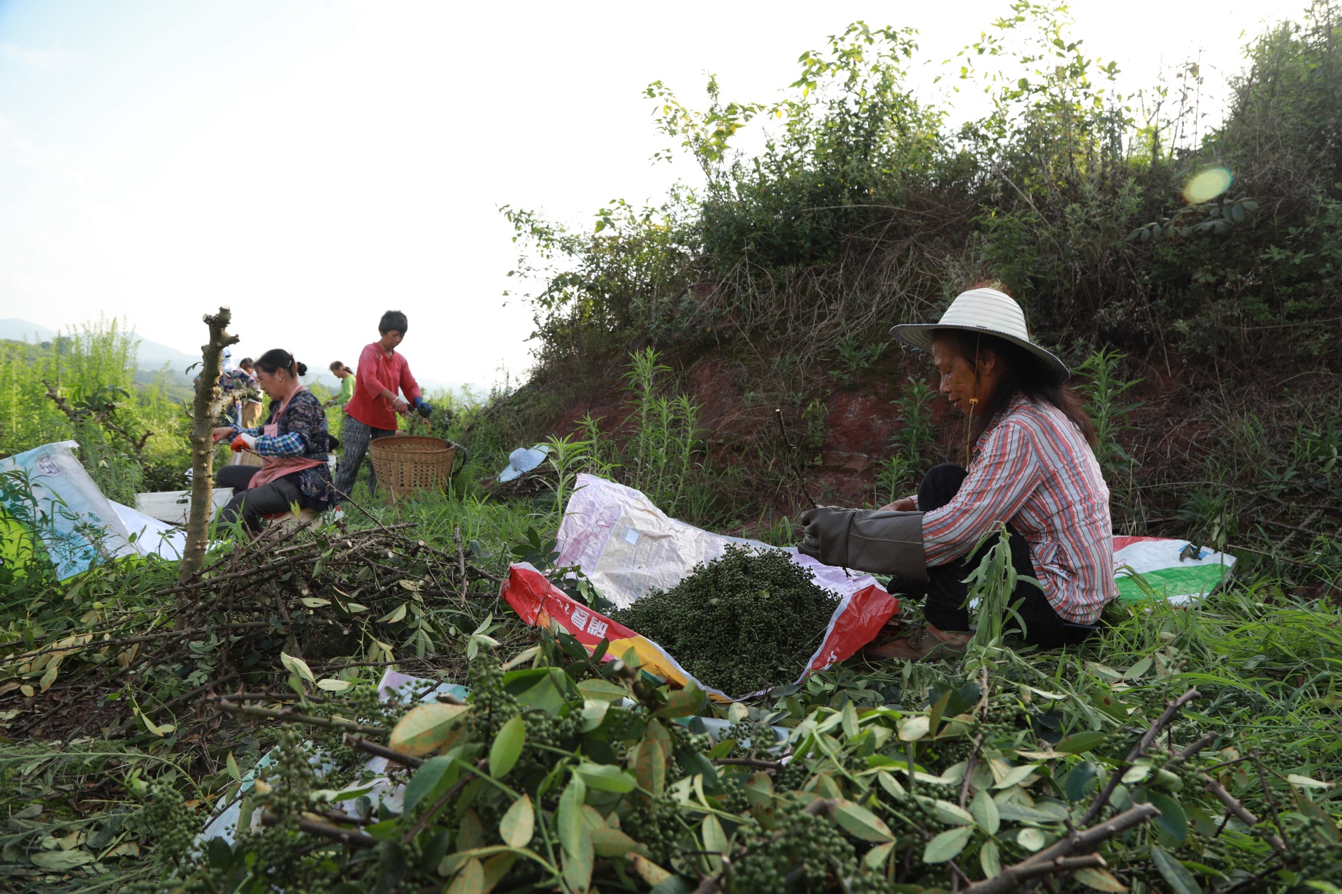 合江县：又到一年花椒季，农民致富笑开颜 第 5 张