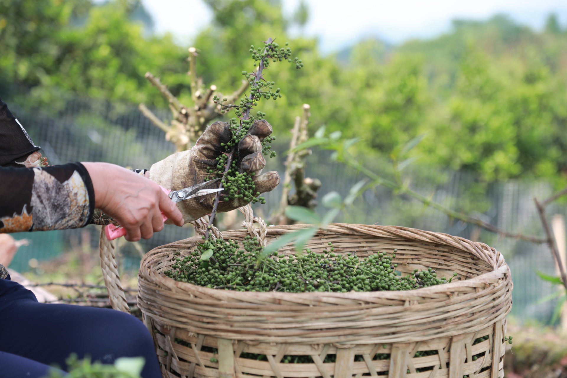 合江县：又到一年花椒季，农民致富笑开颜 第 9 张