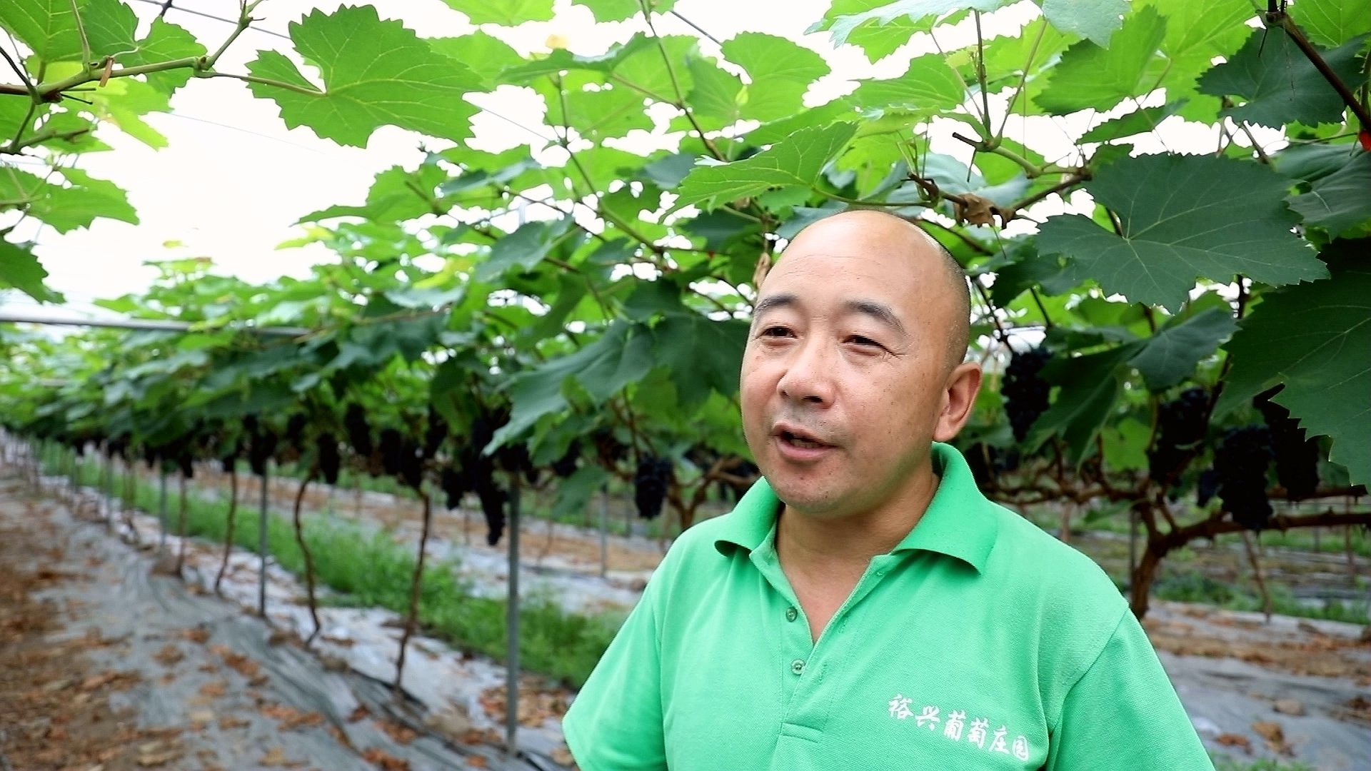 合江的葡萄成熟了，快来尝鲜吧 第 4 张