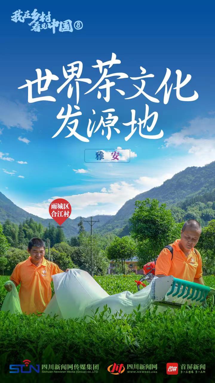 【我在乡村看见中国⑧】从茶马古道到数字茶园看雅茶振兴 第 1 张