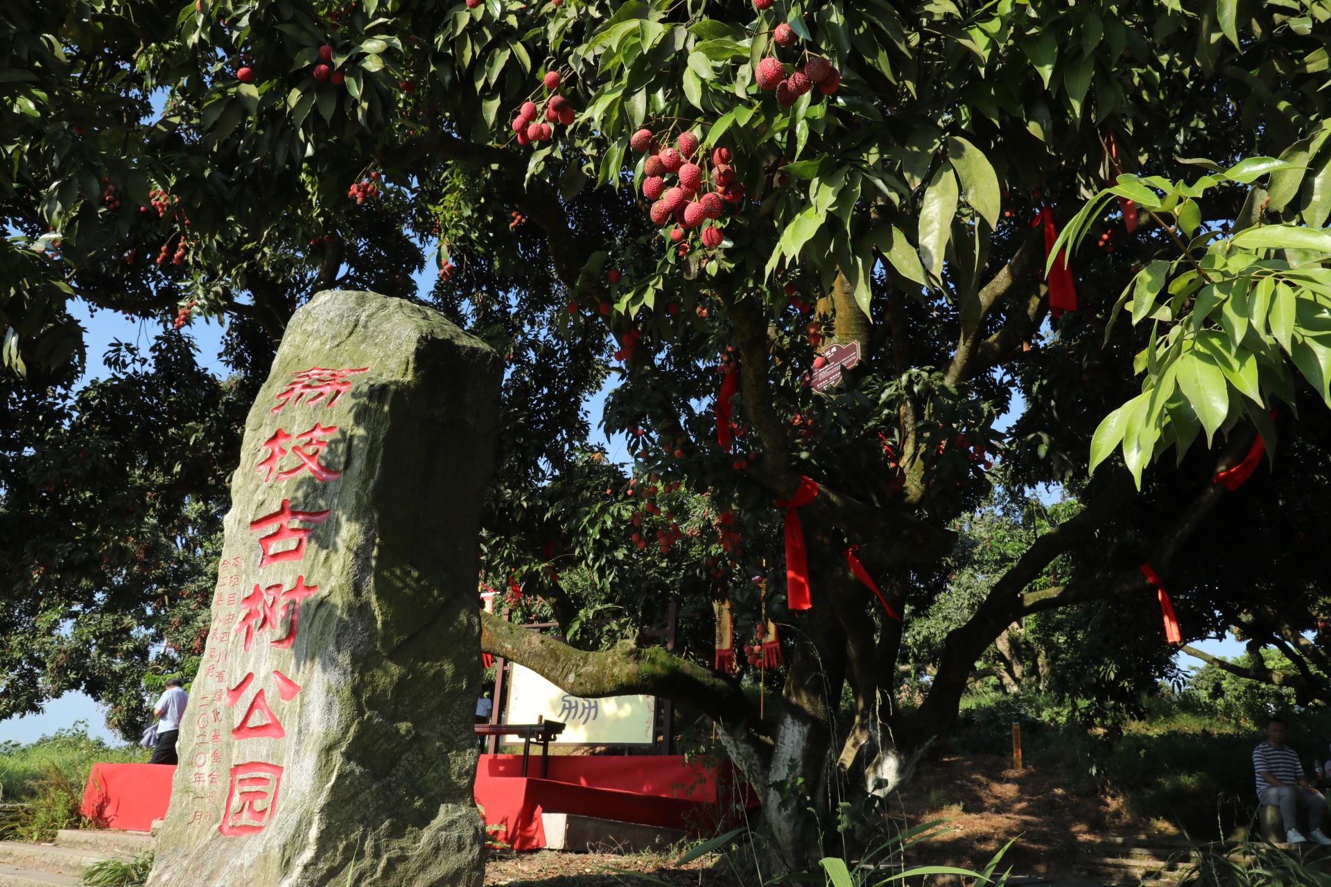 共赴一场百年荔枝林下的盛会，2022年合江荔枝采摘节举行！ 第 1 张