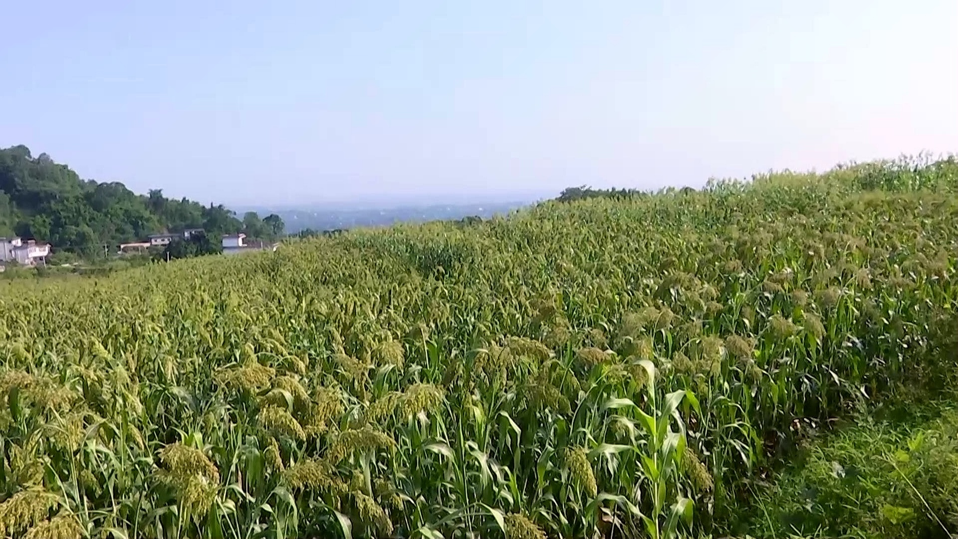 合江县举办“以粮为主 粮经统筹 强化耕地保护 保障粮食安全”综合研讨活动 第 2 张