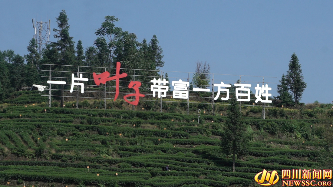 【我在乡村看见中国⑧】从茶马古道到数字茶园看雅茶振兴 第 4 张