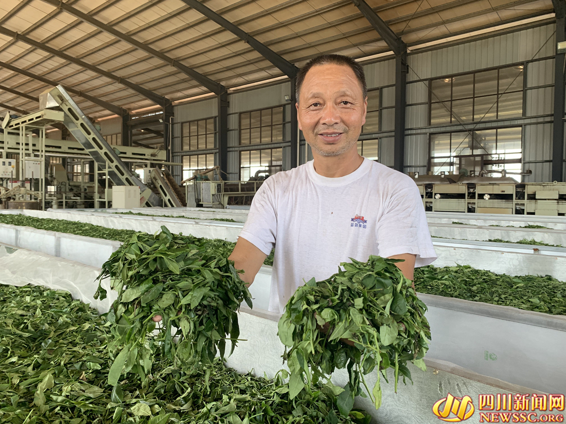 【我在乡村看见中国⑧】从茶马古道到数字茶园看雅茶振兴 第 5 张