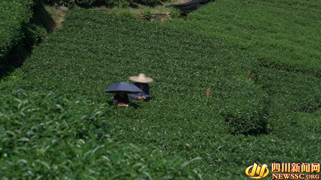 【我在乡村看见中国⑧】从茶马古道到数字茶园看雅茶振兴 第 6 张
