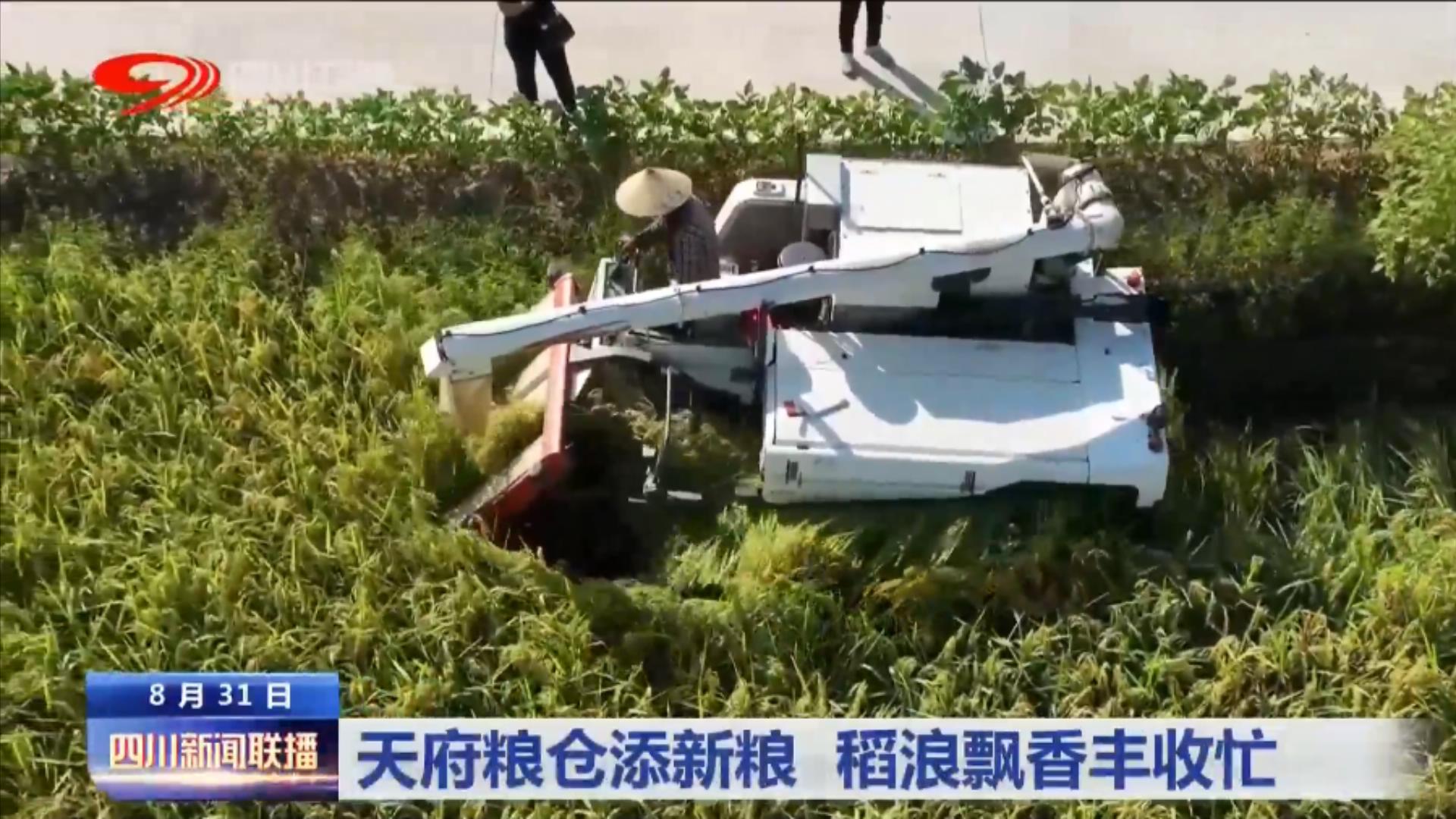 天府粮仓添新粮 稻浪飘香丰收忙 第 10 张