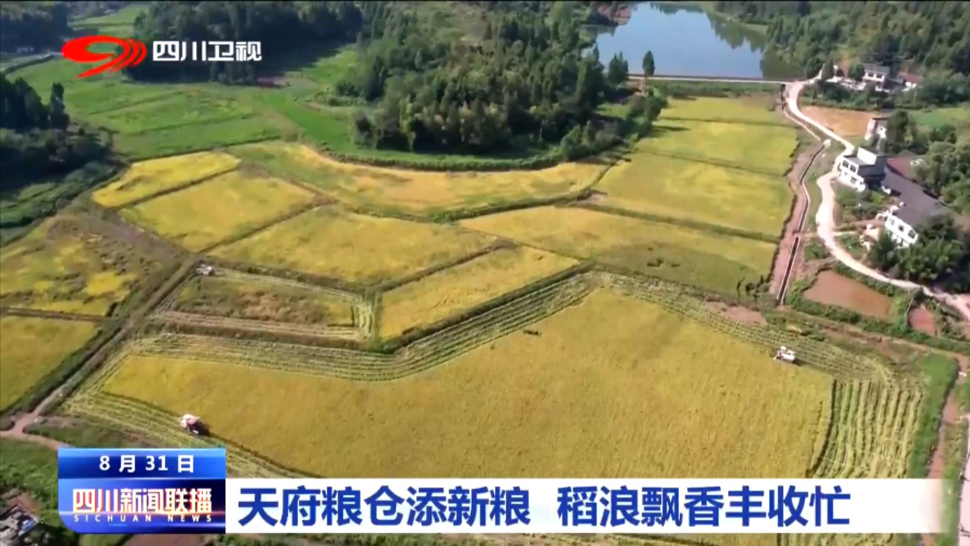 天府粮仓添新粮 稻浪飘香丰收忙 第 1 张