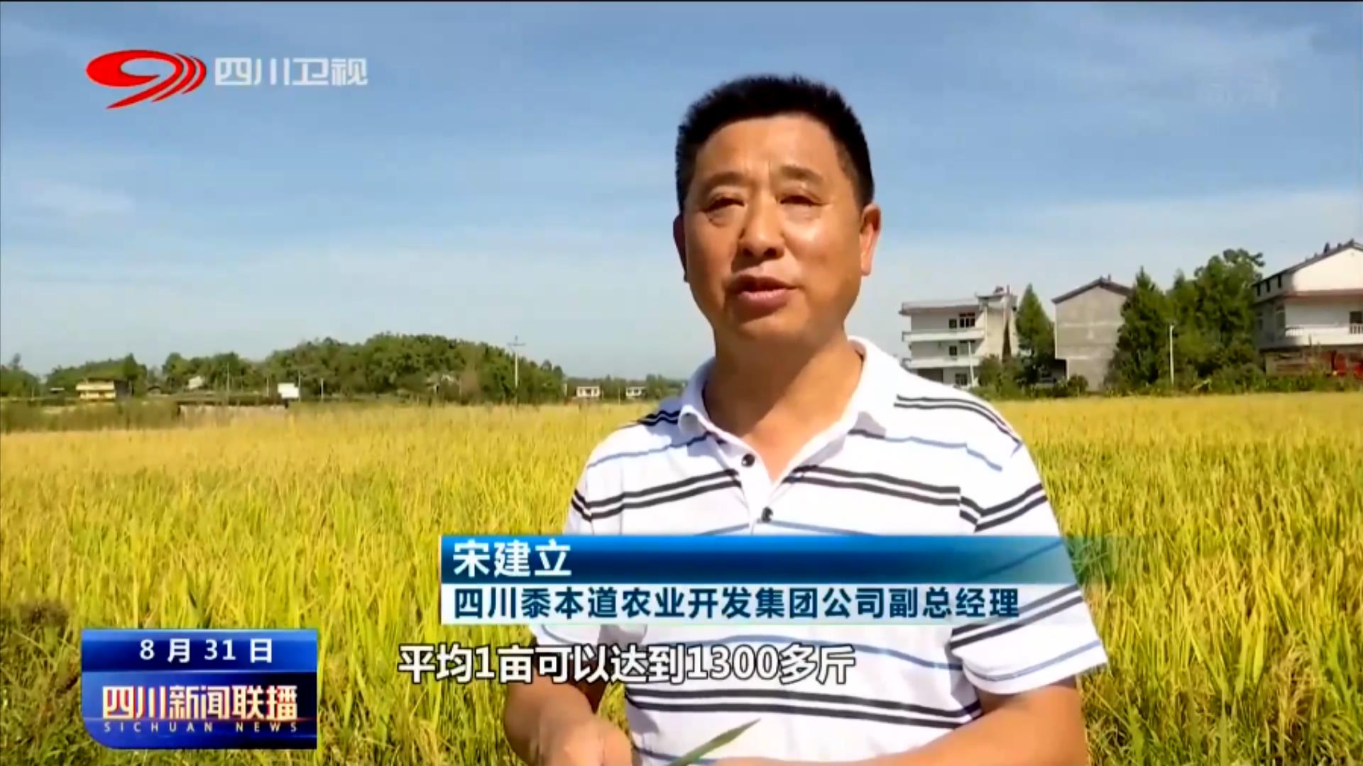天府粮仓添新粮 稻浪飘香丰收忙 第 13 张