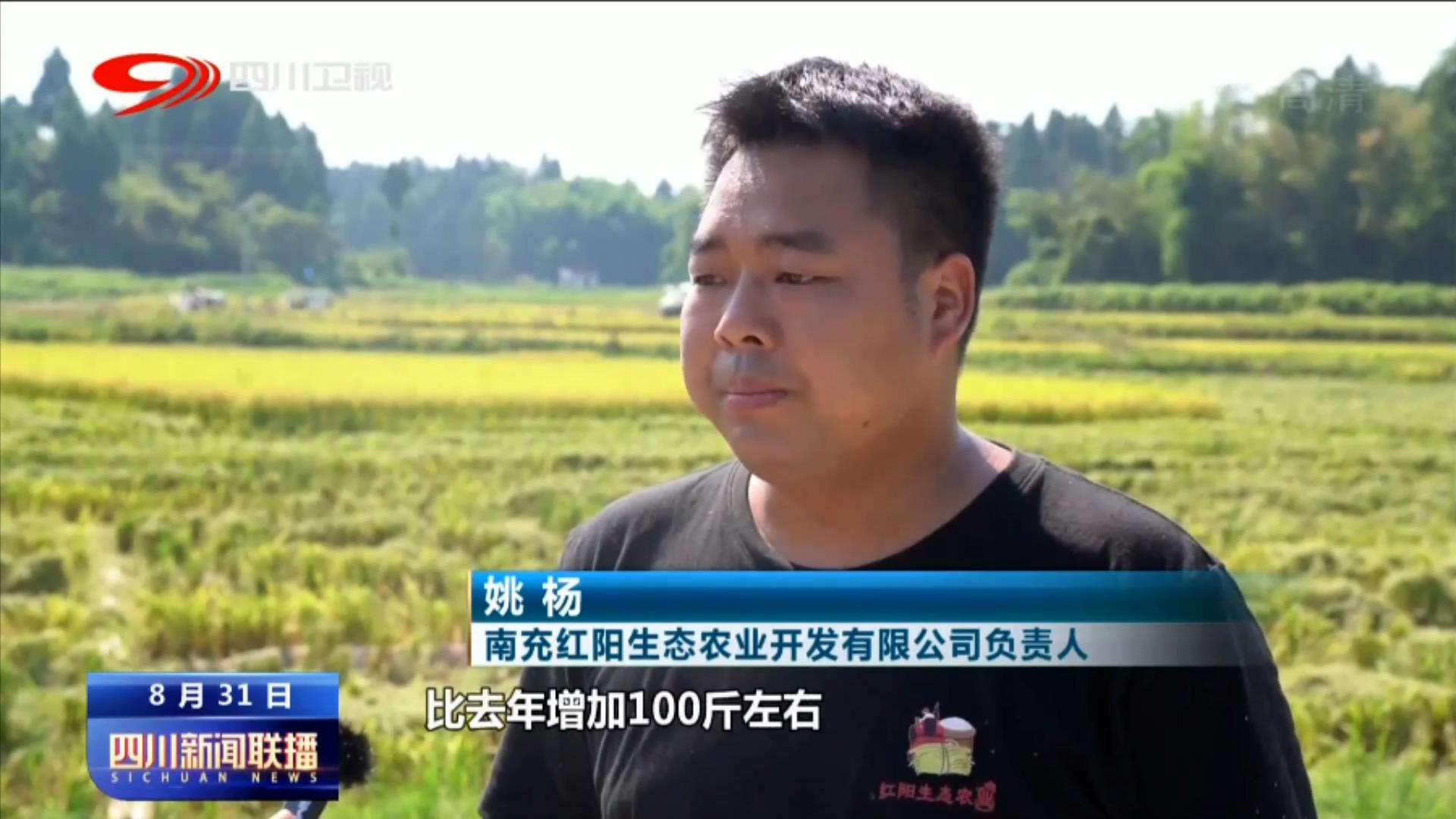 天府粮仓添新粮 稻浪飘香丰收忙 第 2 张