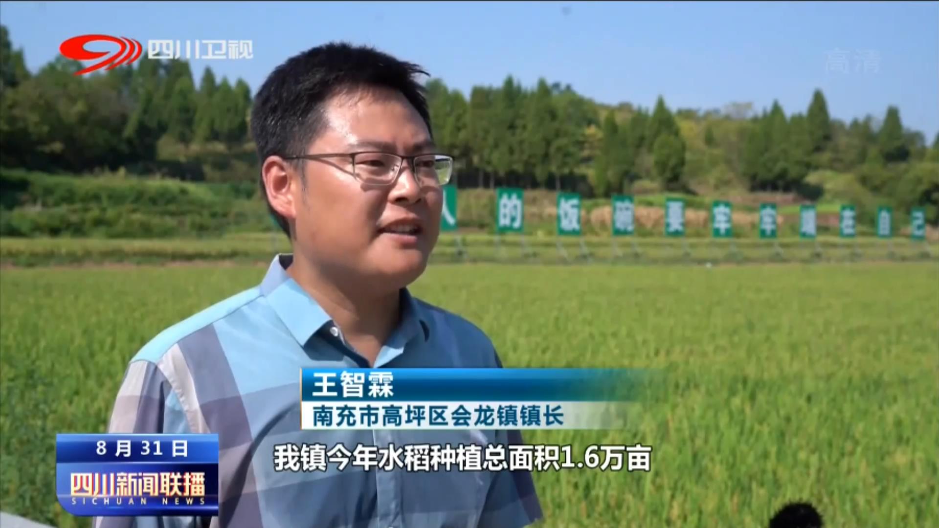 天府粮仓添新粮 稻浪飘香丰收忙 第 3 张