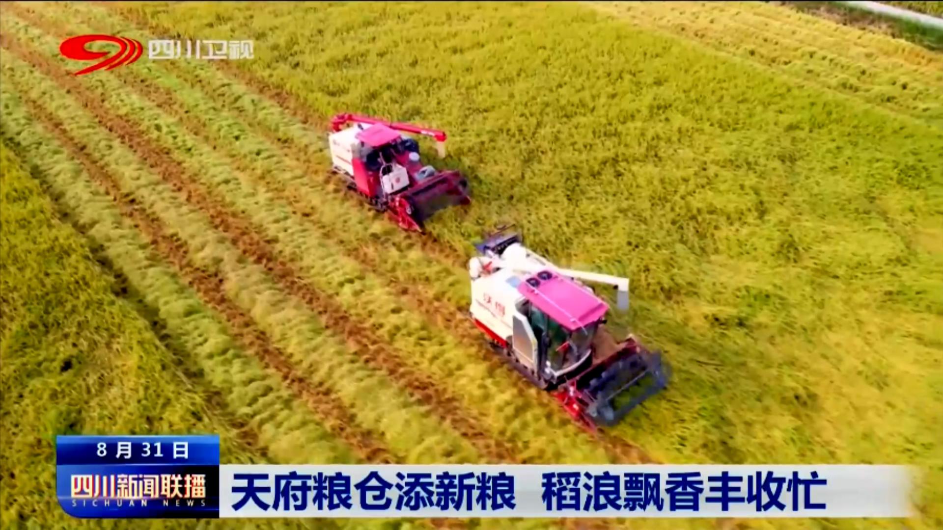 天府粮仓添新粮 稻浪飘香丰收忙 第 6 张