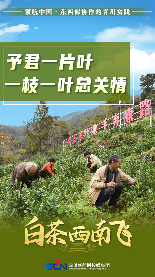 海报 | 领航中国 白茶西南飞 第 4 张
