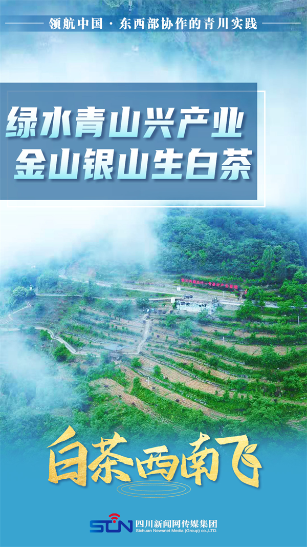 海报 | 领航中国 白茶西南飞 第 5 张