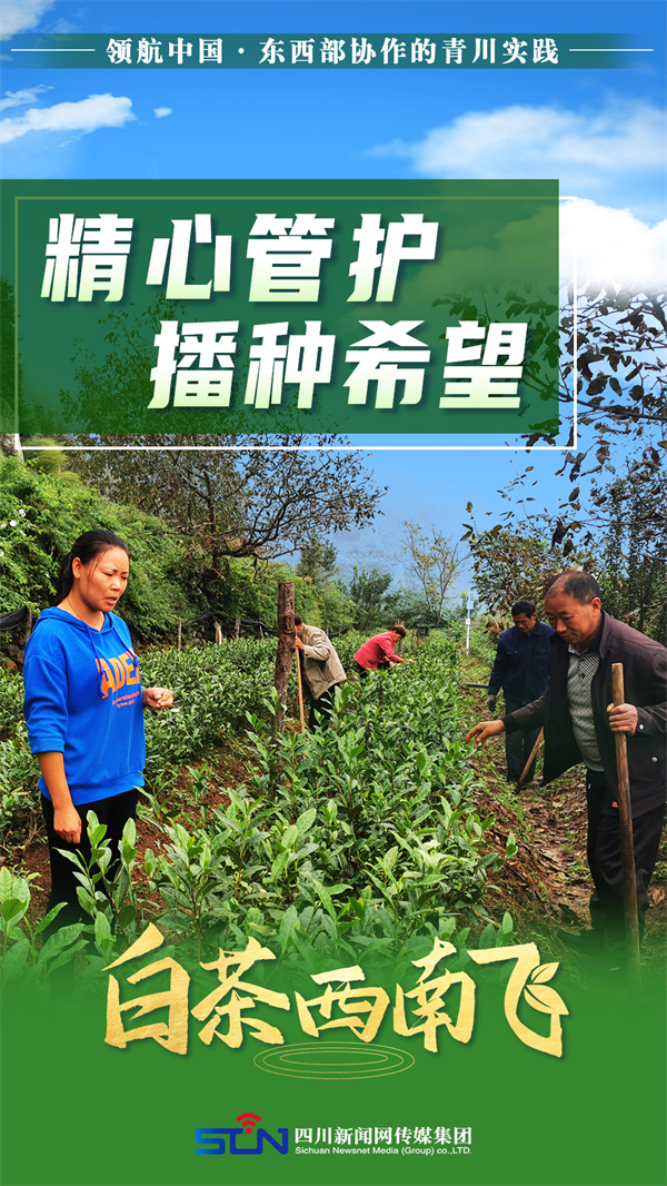 海报 | 领航中国 白茶西南飞 第 6 张