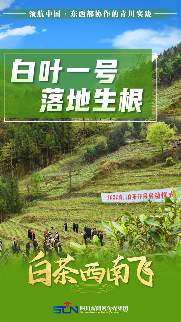 海报 | 领航中国 白茶西南飞 第 7 张