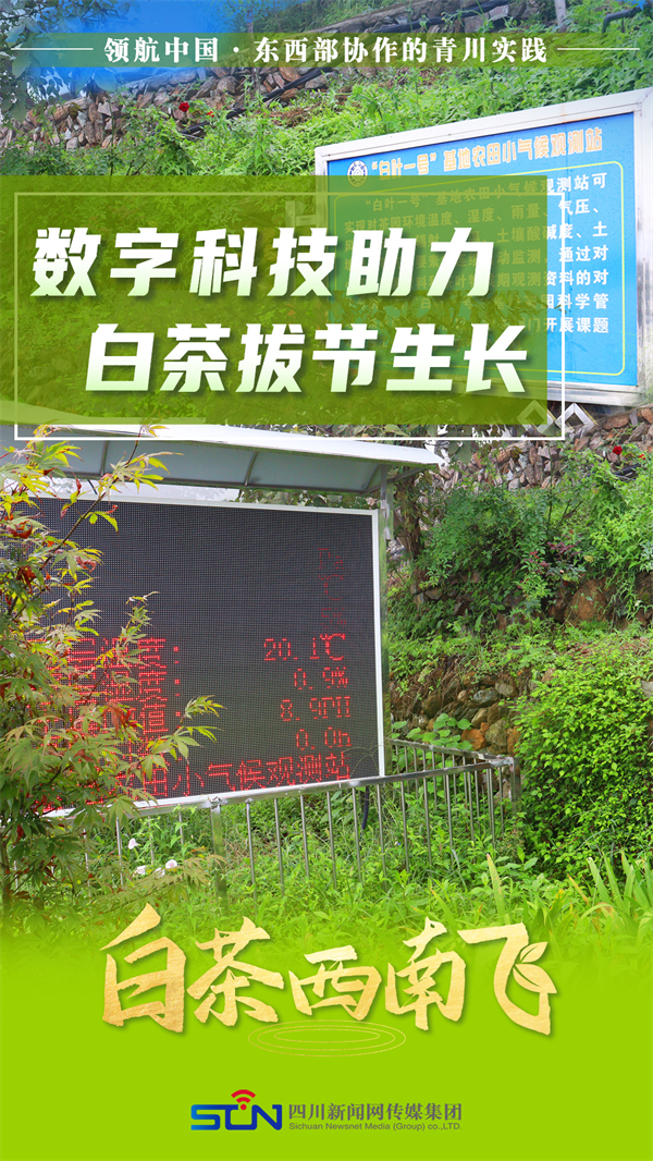 海报 | 领航中国 白茶西南飞 第 9 张