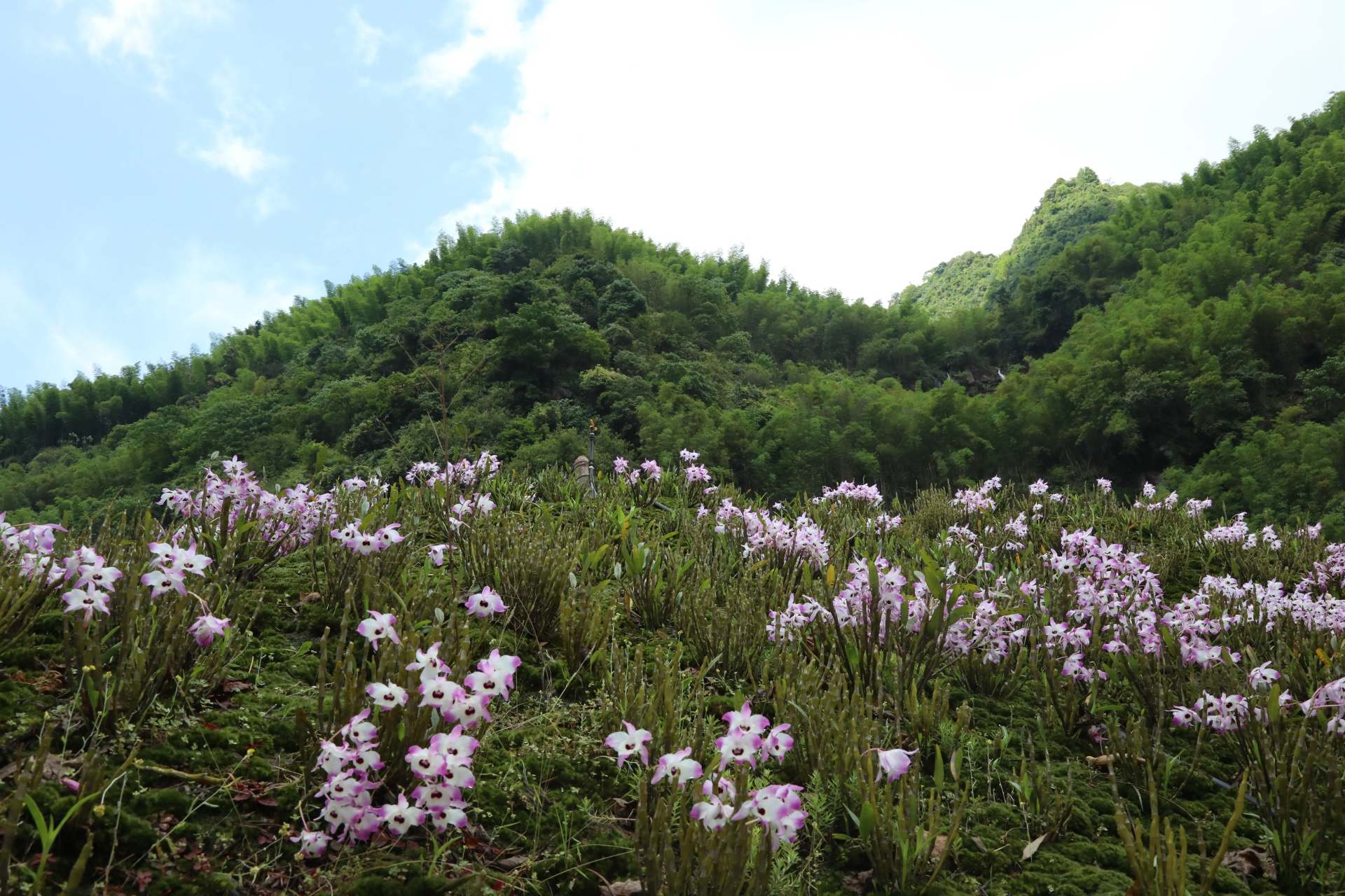 合江县凤鸣镇：山间“石斛花”开出乡村“致富经” 第 1 张