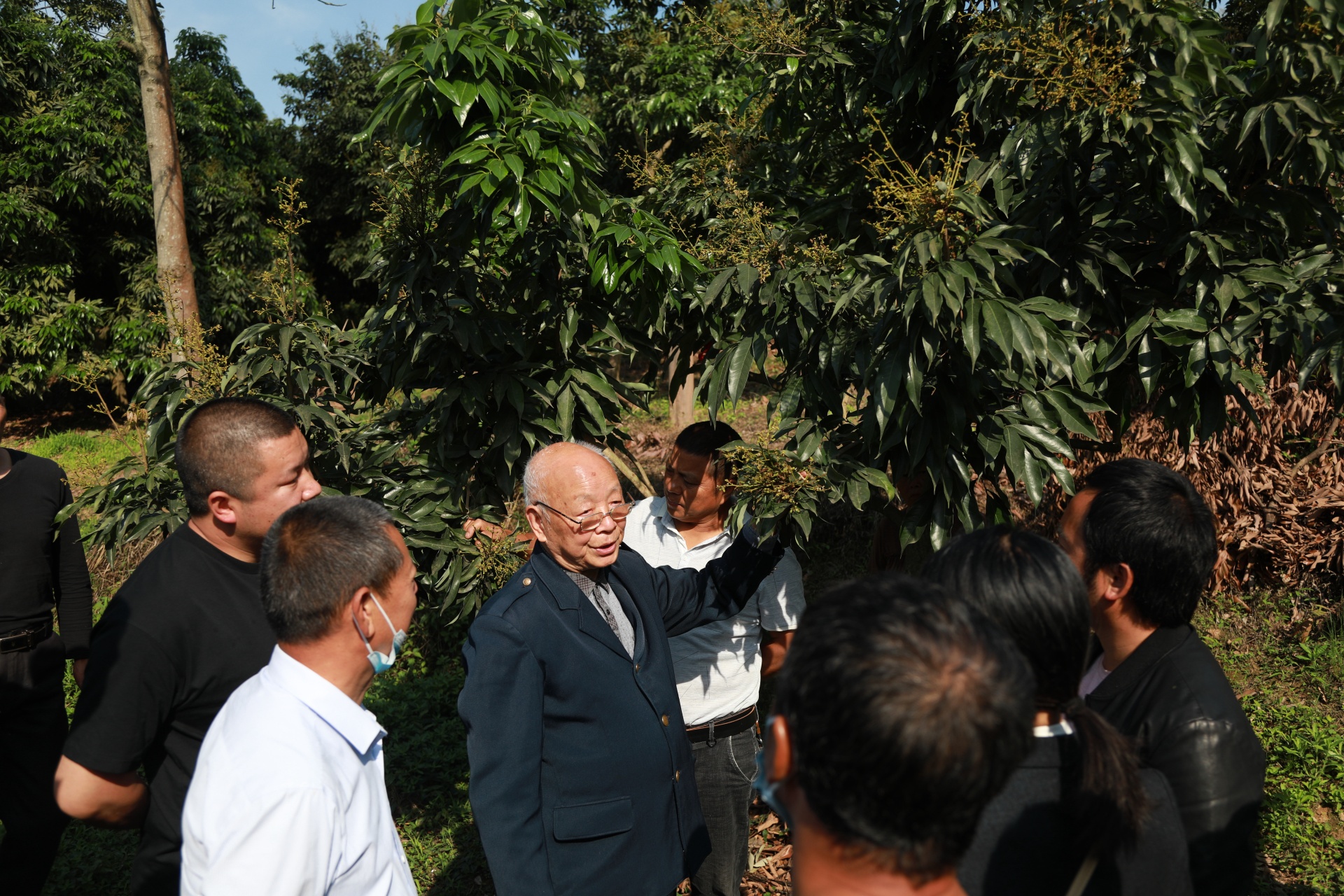 合江县符阳街道：提升荔枝管护水平，助农增产增收 第 2 张