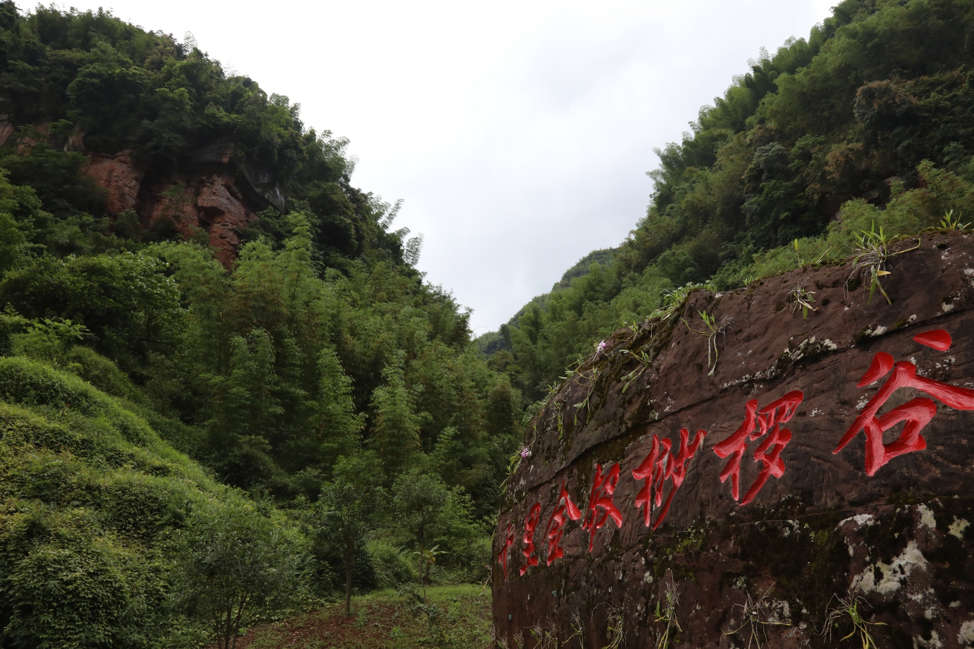合江县凤鸣镇：山间“石斛花”开出乡村“致富经” 第 2 张