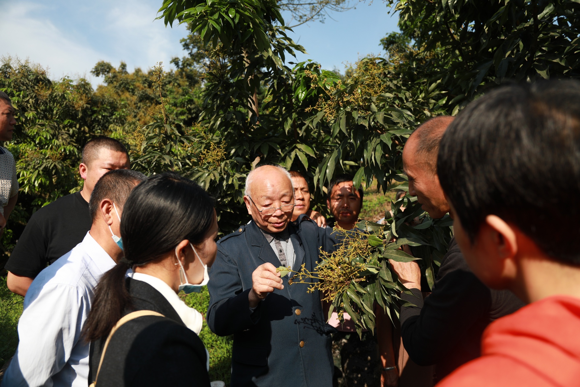 合江县符阳街道：提升荔枝管护水平，助农增产增收 第 3 张