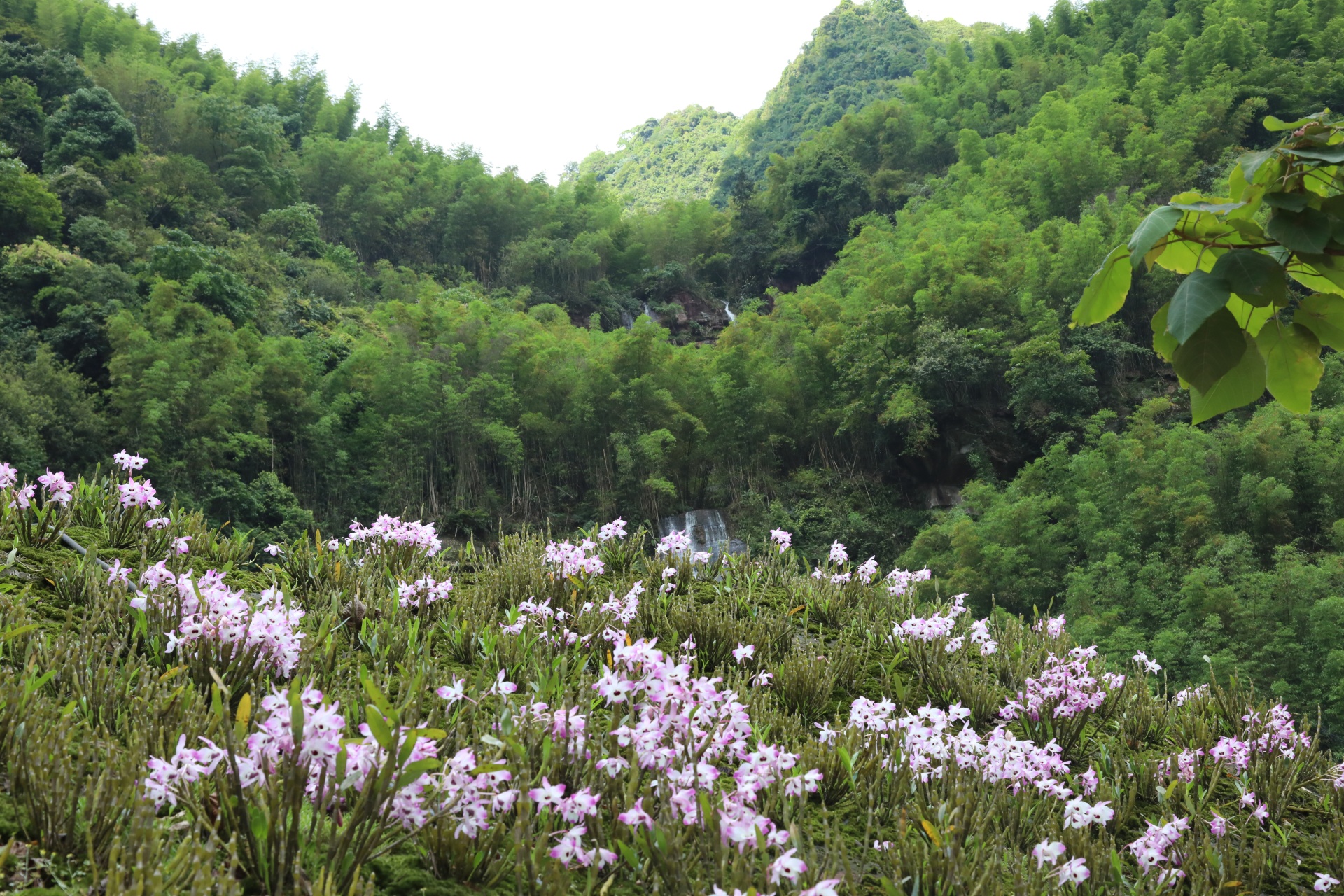 合江县凤鸣镇：山间“石斛花”开出乡村“致富经” 第 4 张