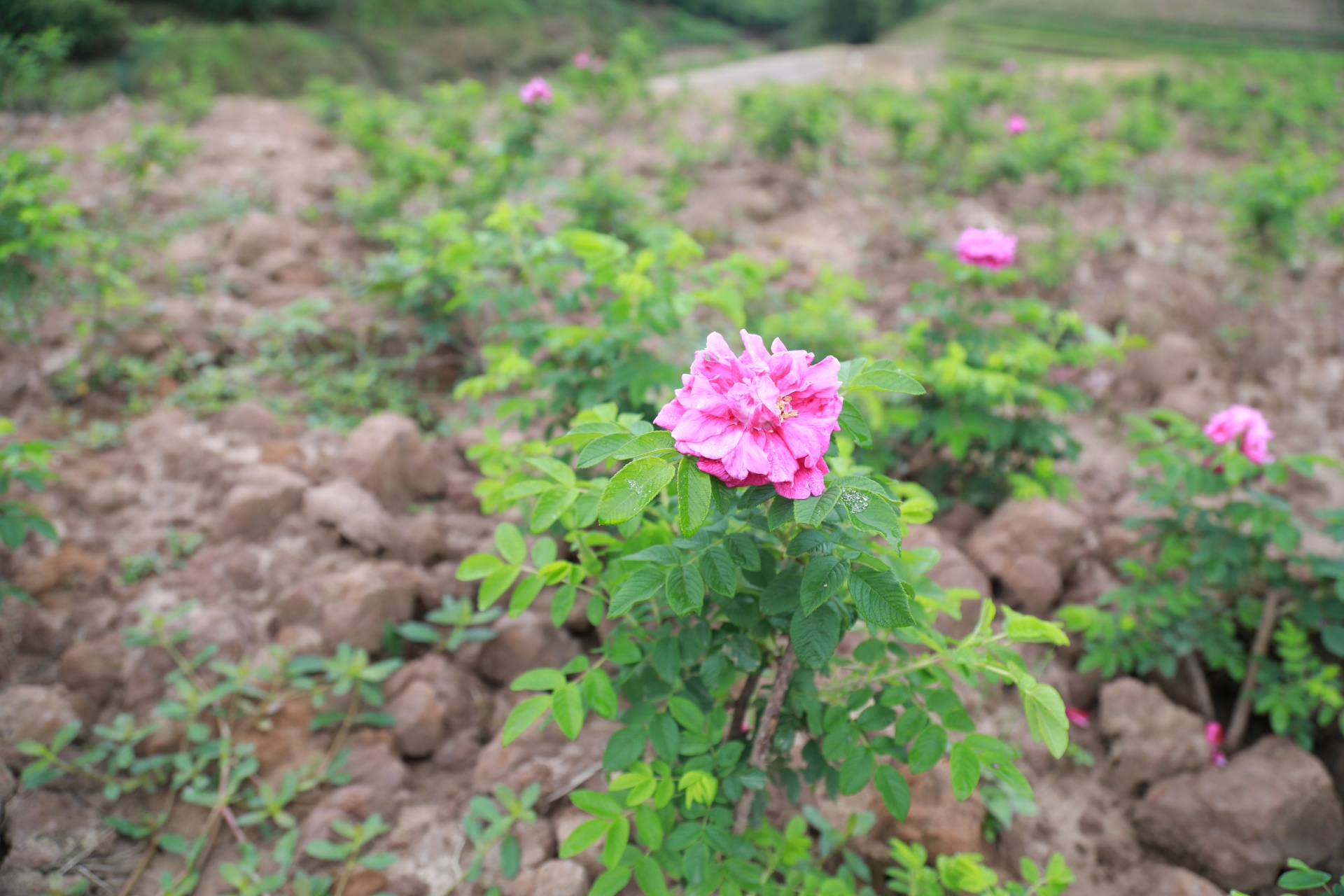 合江县荔江镇河坝村：玫瑰变美食，乡村振兴又添新产品 第 5 张