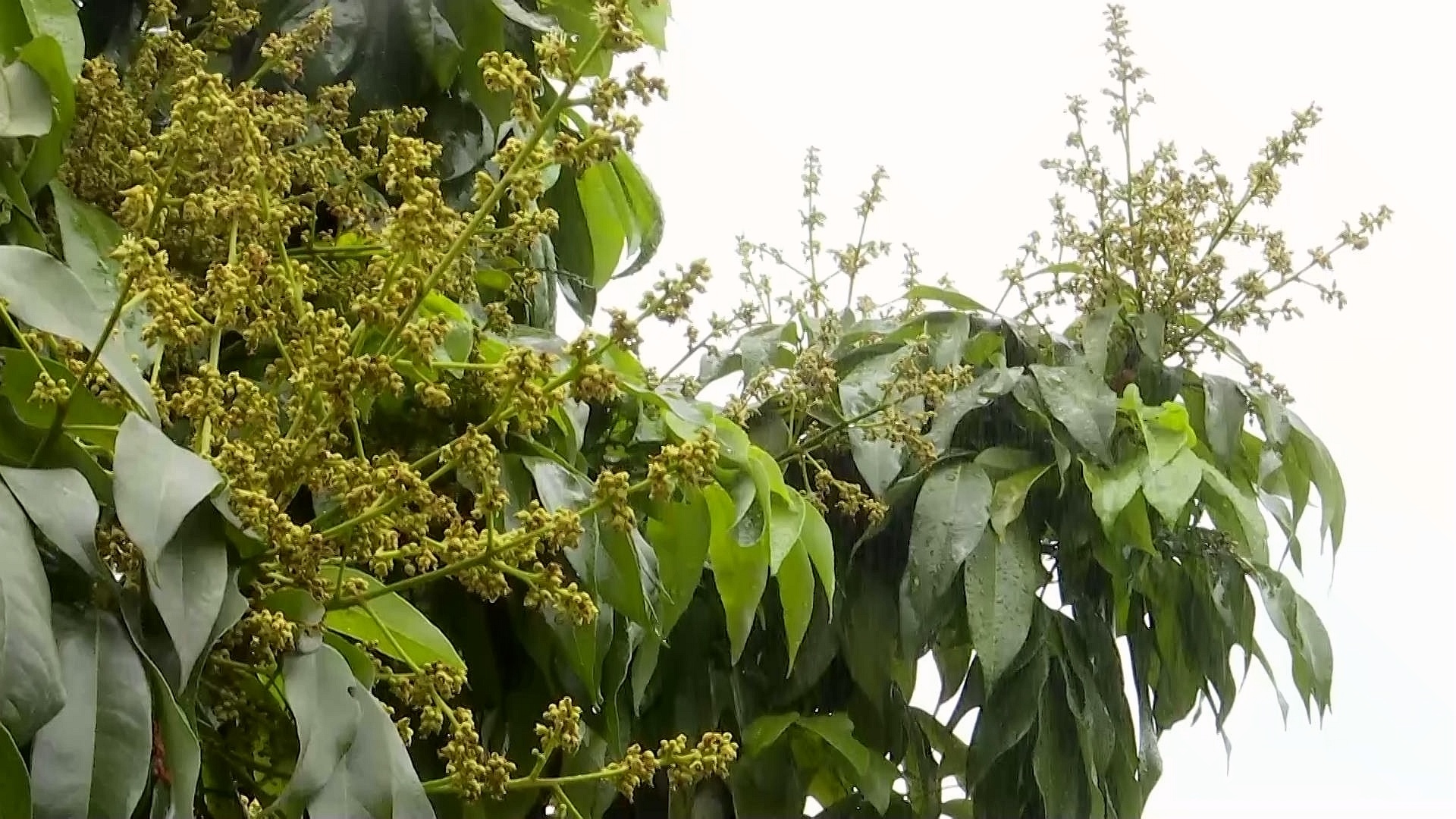 合江县荔江镇花桂村：探索荔枝管护新模式 第 7 张
