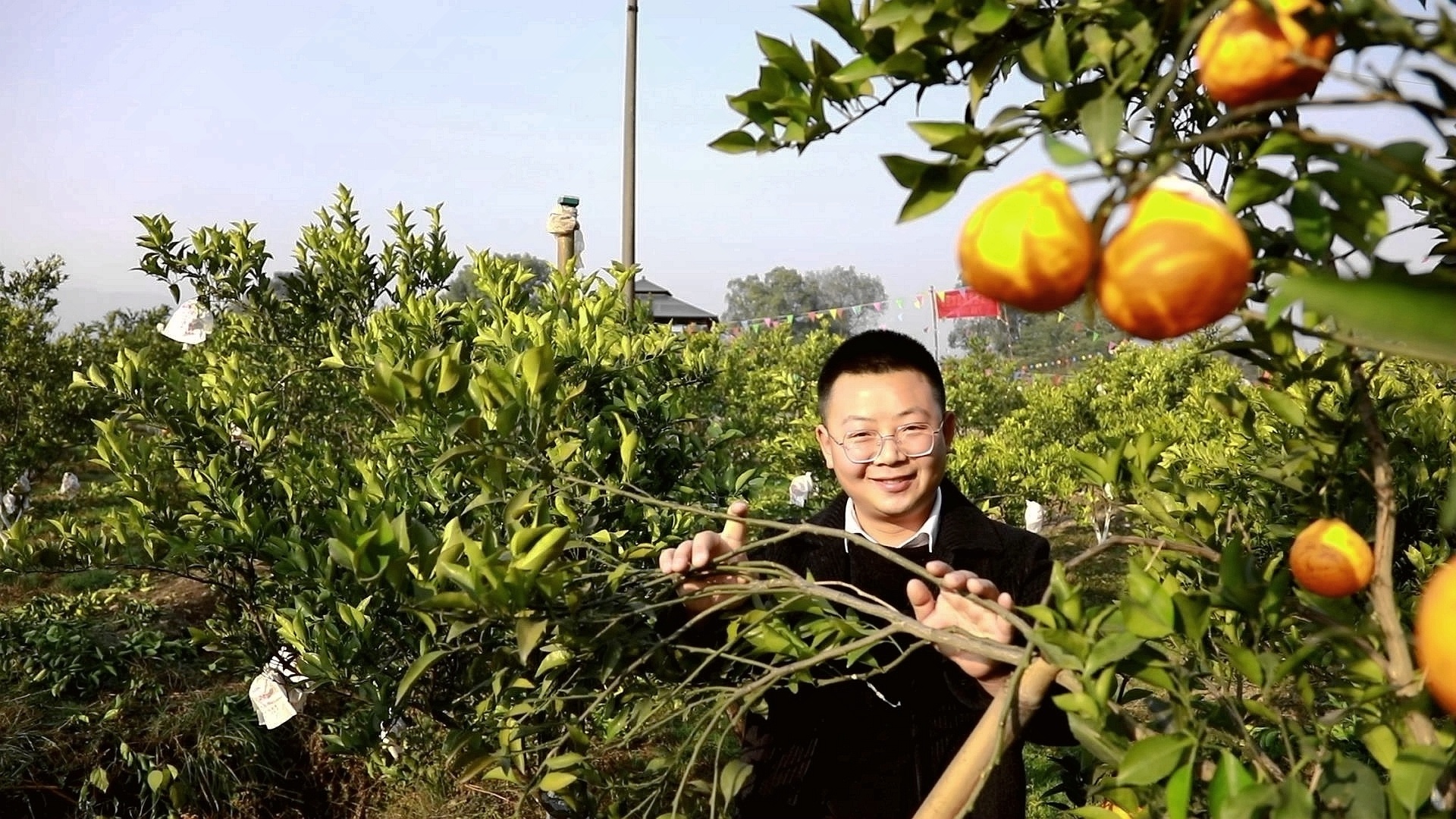 合江：新鲜采摘引客来，春见迎“春”上市 第 2 张
