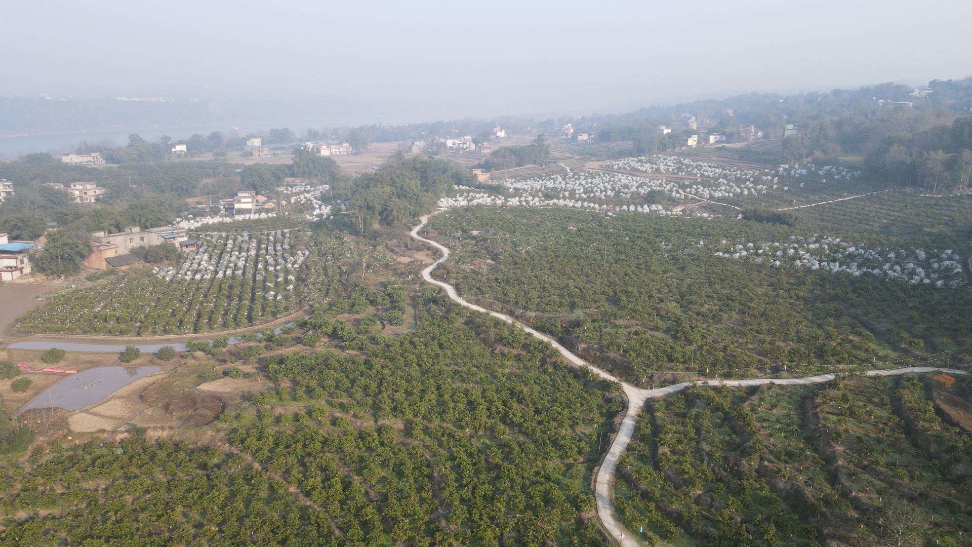 合江：新鲜采摘引客来，春见迎“春”上市 第 6 张