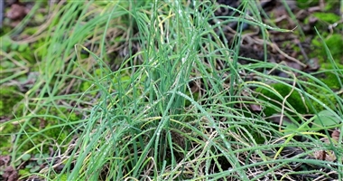合江：春日好“食”光，咸香猪儿粑