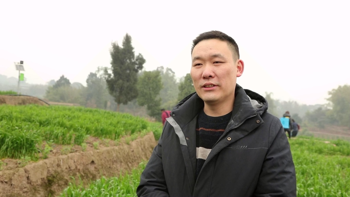 合江县：不负好春光，小麦春管正当时 第 7 张