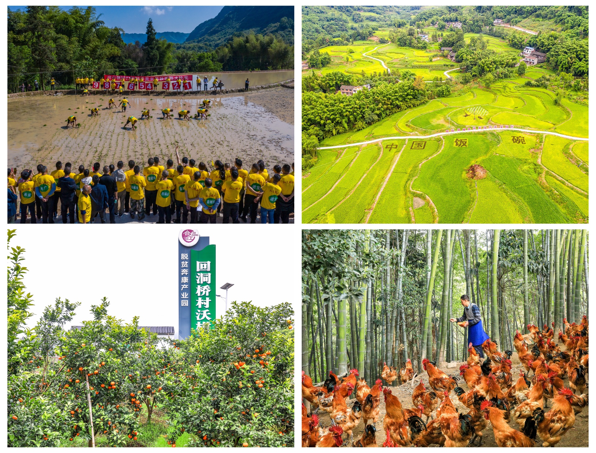 2023 我们这样干 | 榕山镇：推进“五大攻坚行动”，高质量建设“绿色生态?和美榕山” 第 5 张