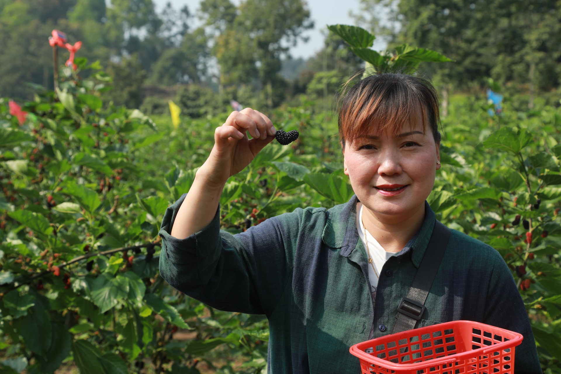 “葚”是美好，这里的桑葚甜蜜上线了 第 5 张