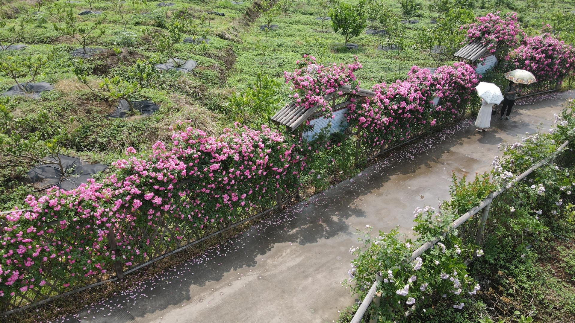 合江忠孝佛手园：月季花开，姹紫嫣红入画来 第 1 张