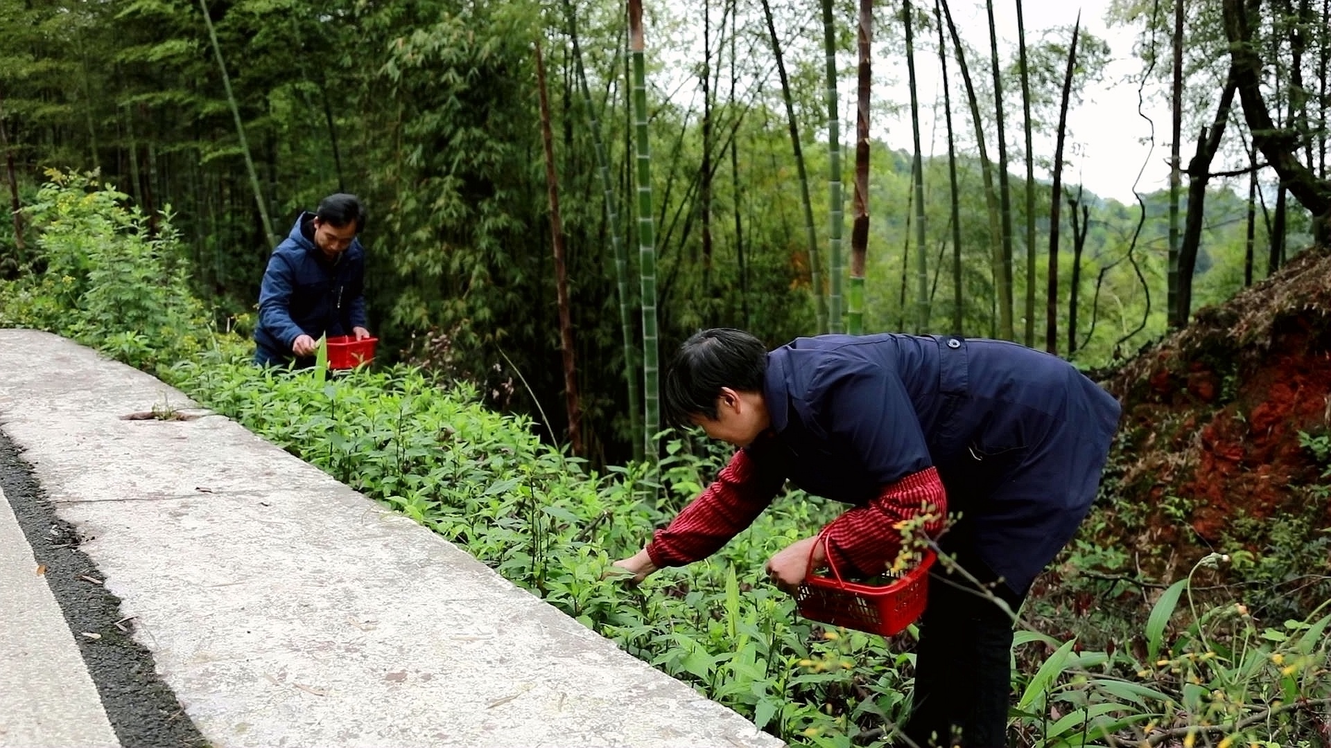 合江县：小炒柴胡，春日好滋味 第 2 张