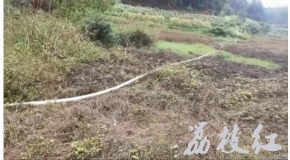 合江：以“利”赋能，助“荔”成长 第 1 张
