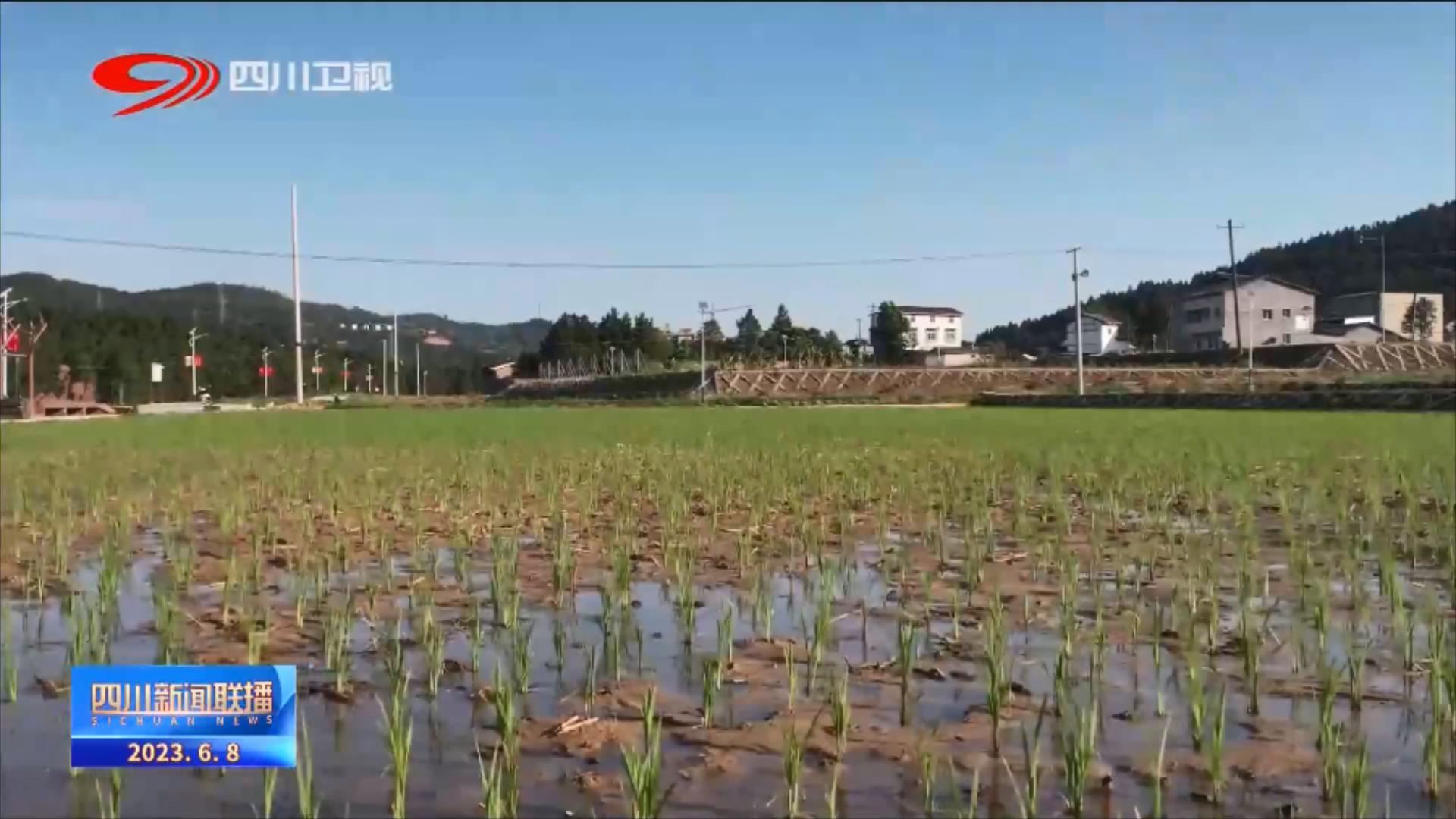 四川新闻联播丨全省大春粮食作物育播已超九成 第 13 张