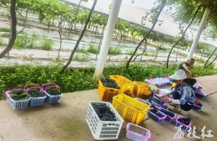 合江县大桥镇：小葡萄“串”起乡村振兴“甜蜜链” 第 2 张