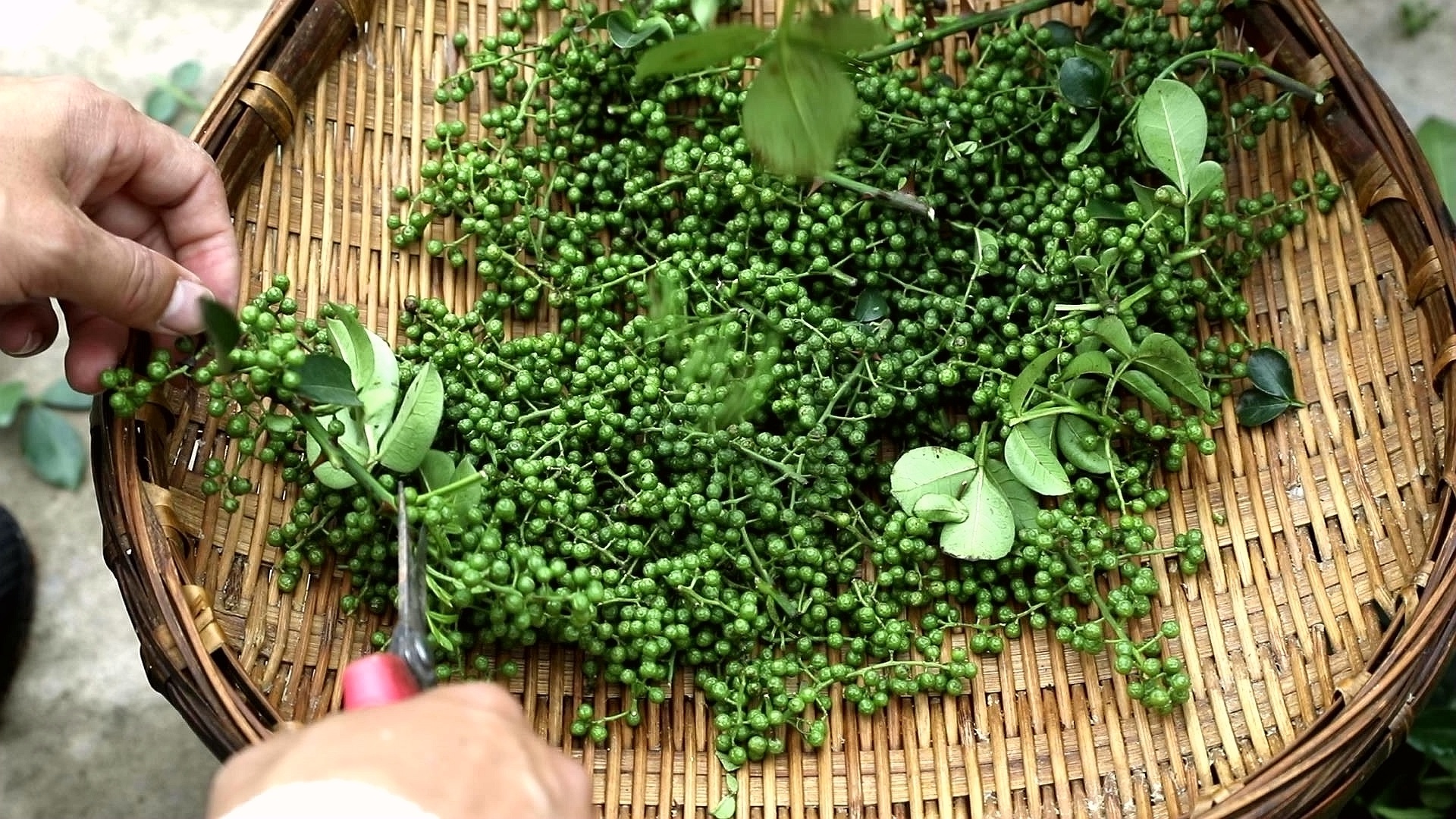 四川合江：花椒上市，特色花椒宴香麻可口！ 第 4 张